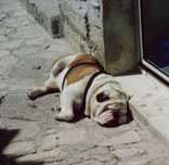bulldog